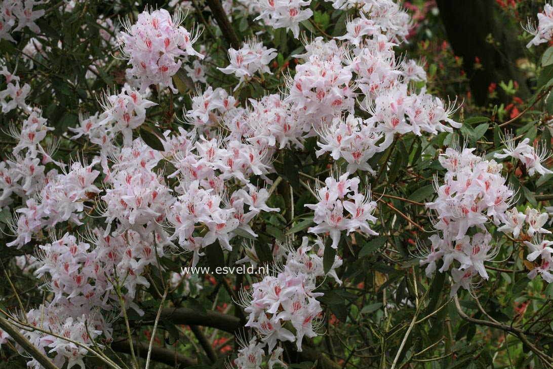 Rhododendron yunnanense