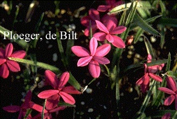 Rhodohypoxis baurii 'Douglas'