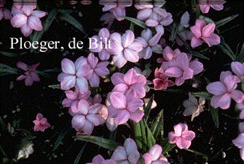 Rhodohypoxis baurii 'Fred Broome'