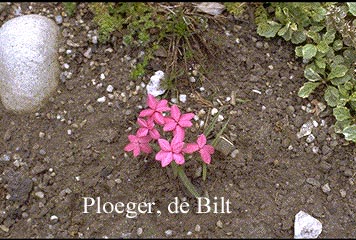 Rhodohypoxis baurii 'Garnet'