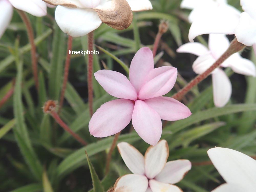 Rhodohypoxis baurii 'Pictus'