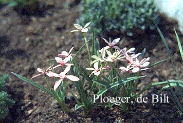 Rhodohypoxis baurii