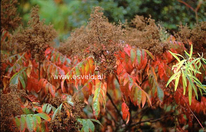 Rhus copallina