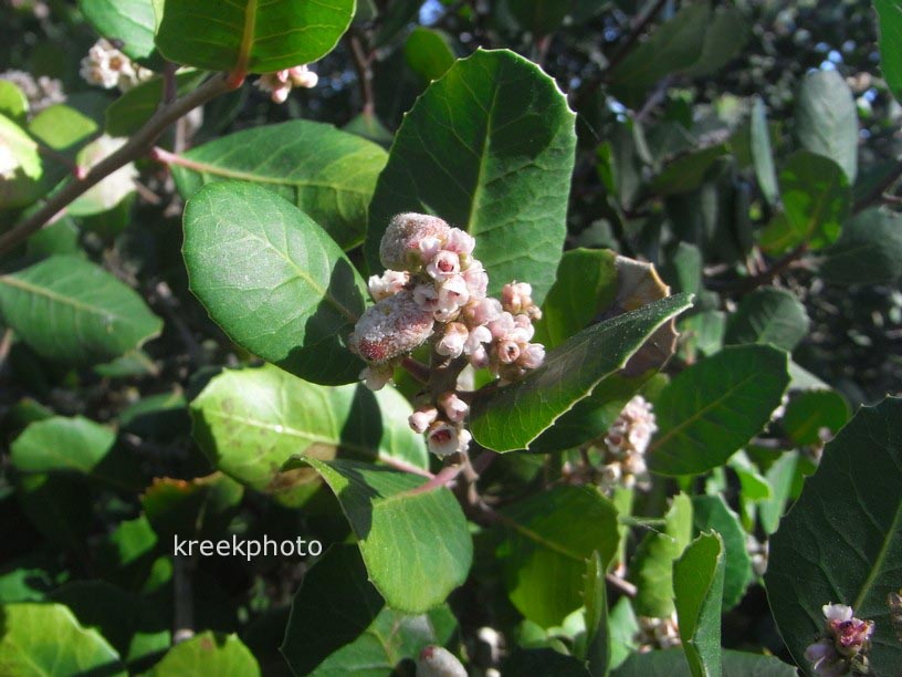 Rhus integrifolia