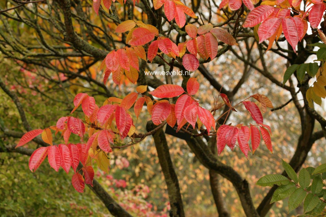 Rhus sylvestris