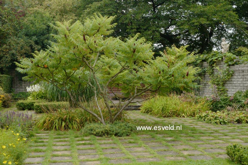 Rhus typhina 'Dissecta'