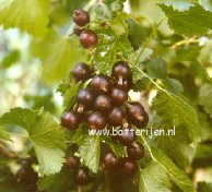 Ribes 'Josta'