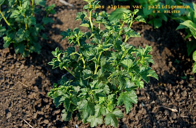 Ribes alpinum var. pallidigemmum