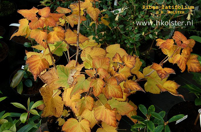 Ribes latifolium