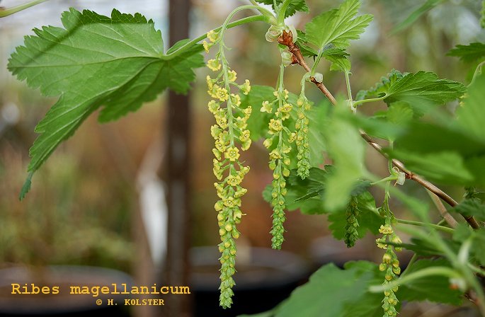 Ribes magellanicum