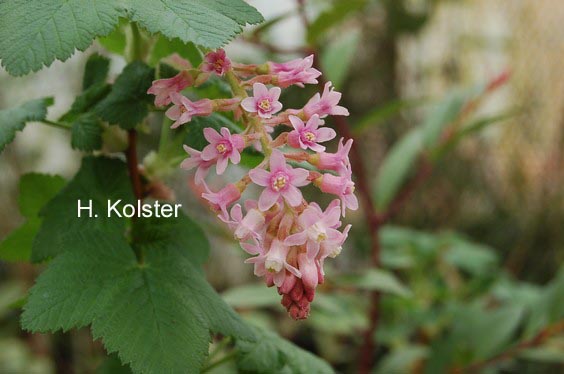 Ribes malvaceum