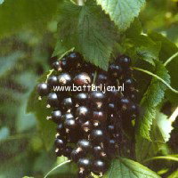 Ribes nigrum 'Black Reward'