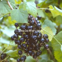 Ribes nigrum 'Ojebyn'