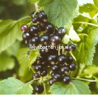 Ribes nigrum 'Silvergieters Zwarte'