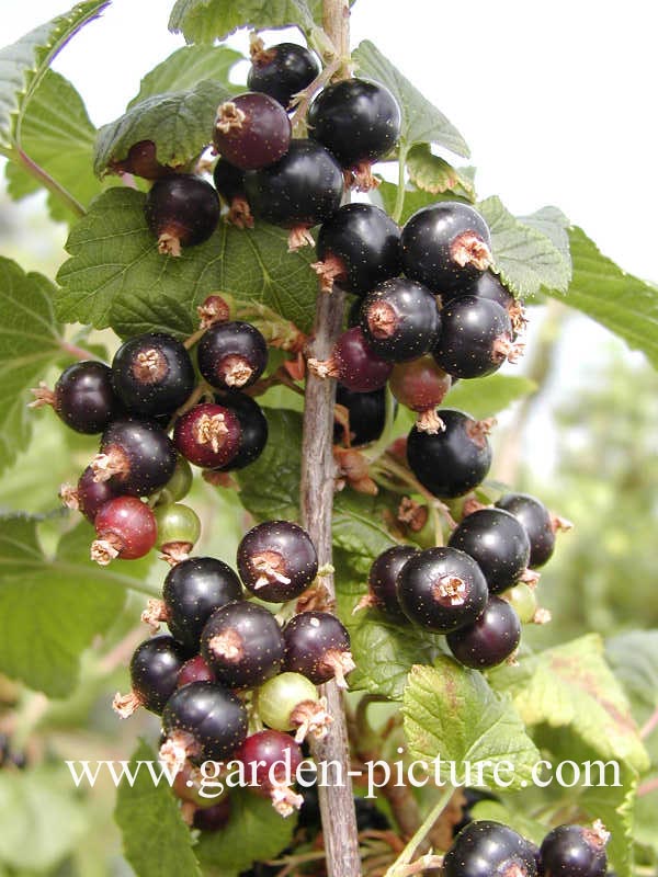 Ribes nigrum 'Wellington XXX' Ribes nigrum 'Wellington XXX'