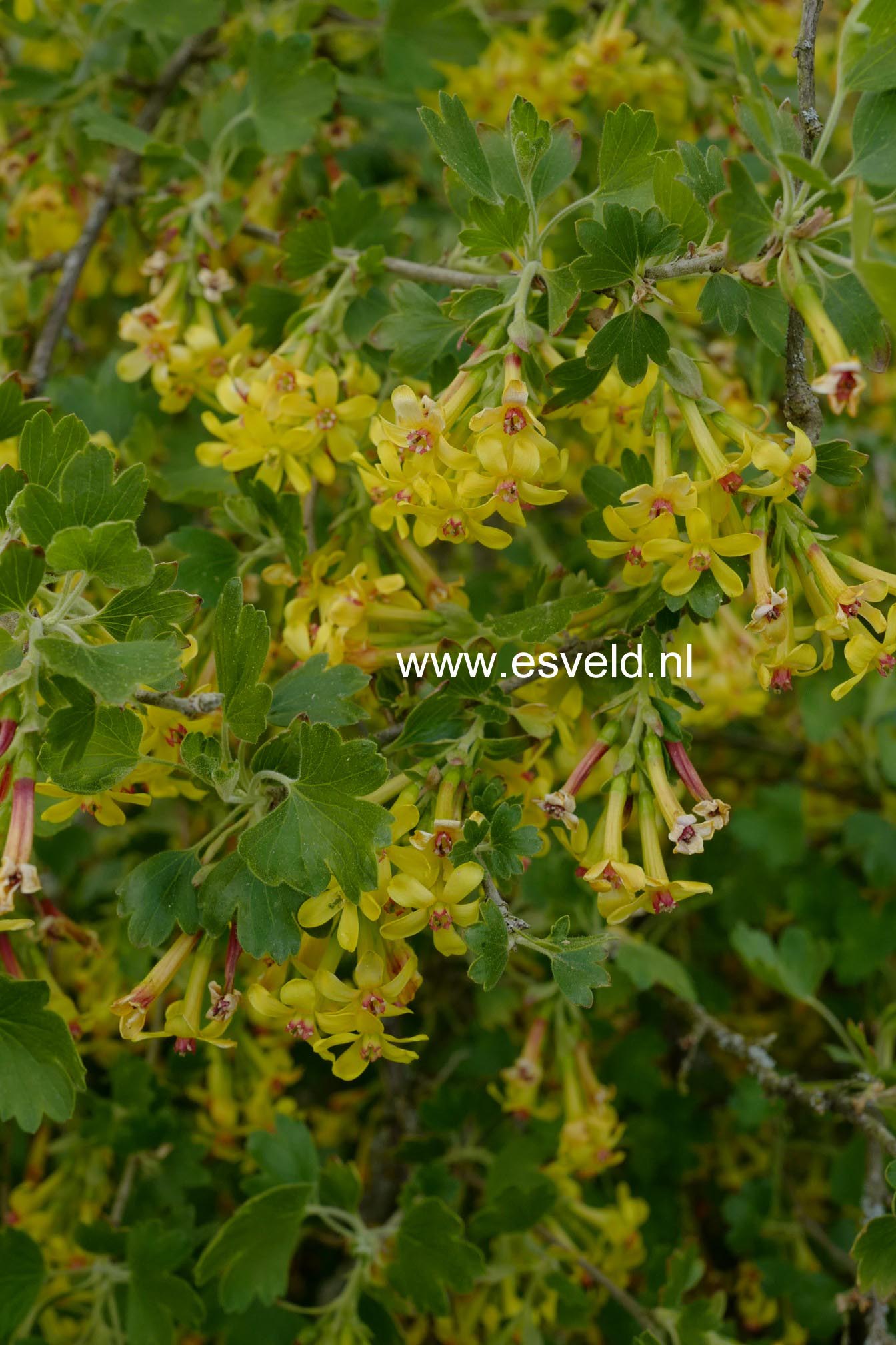 Ribes odoratum