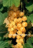 Ribes rubrum 'Albatros'