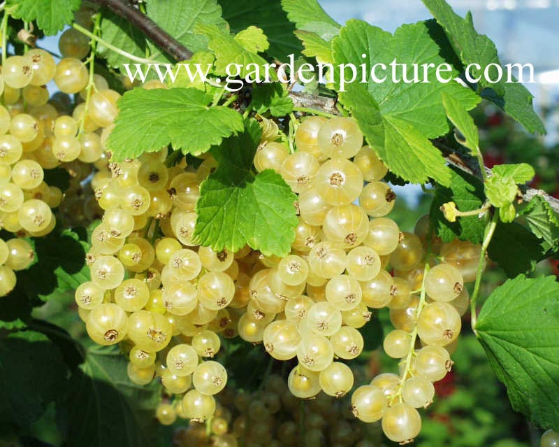 Ribes rubrum 'Blanka'