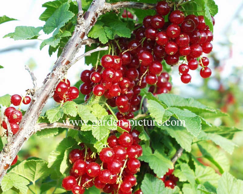 Ribes rubrum 'Jonkheer van Tets'