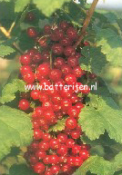 Ribes rubrum 'Junifer'