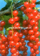 Ribes rubrum 'Red Lake'