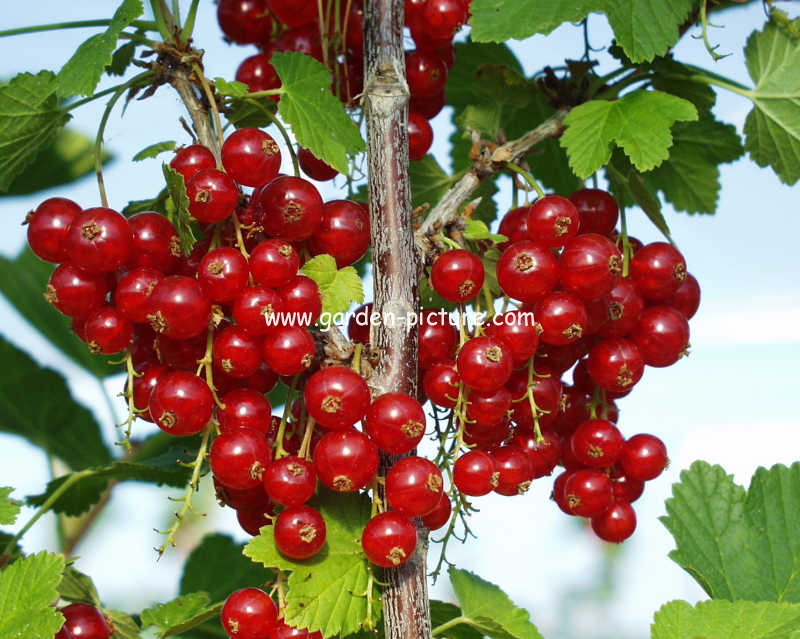 Ribes rubrum 'Rolan'