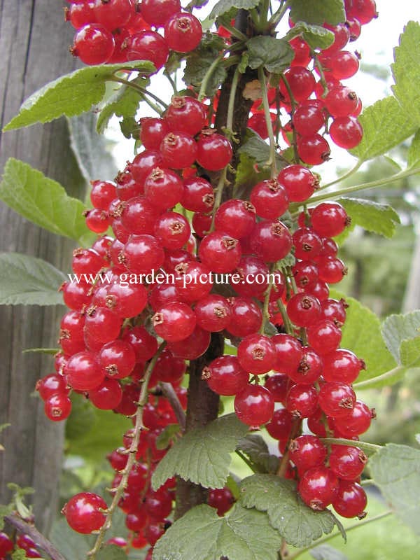 Ribes rubrum 'Roodneus' Ribes rubrum 'Roodneus'
