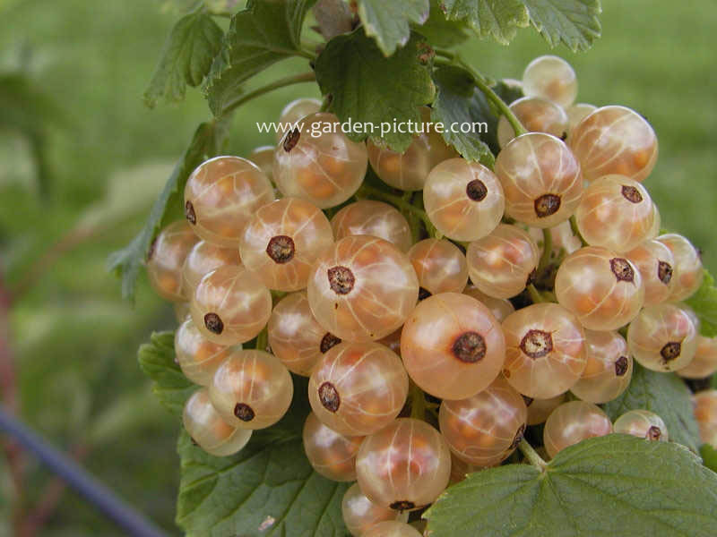Ribes rubrum 'Versailles blanc' (WEISSE VERSAILLER)
