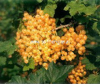 Ribes rubrum 'Zitavia'