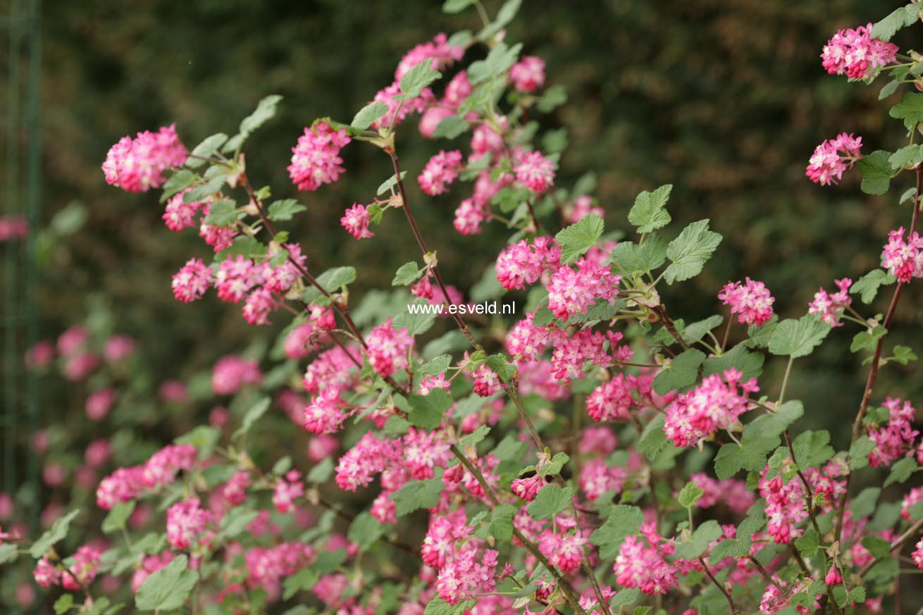 Ribes sanguineum 'Pink Rain'