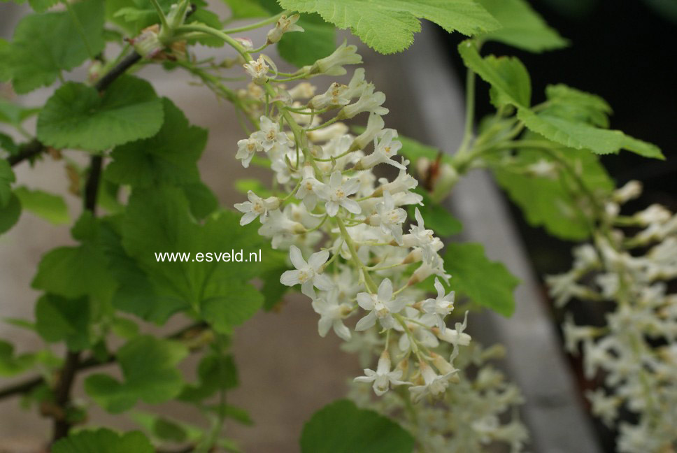 Ribes sanguineum 'White Icicle'
