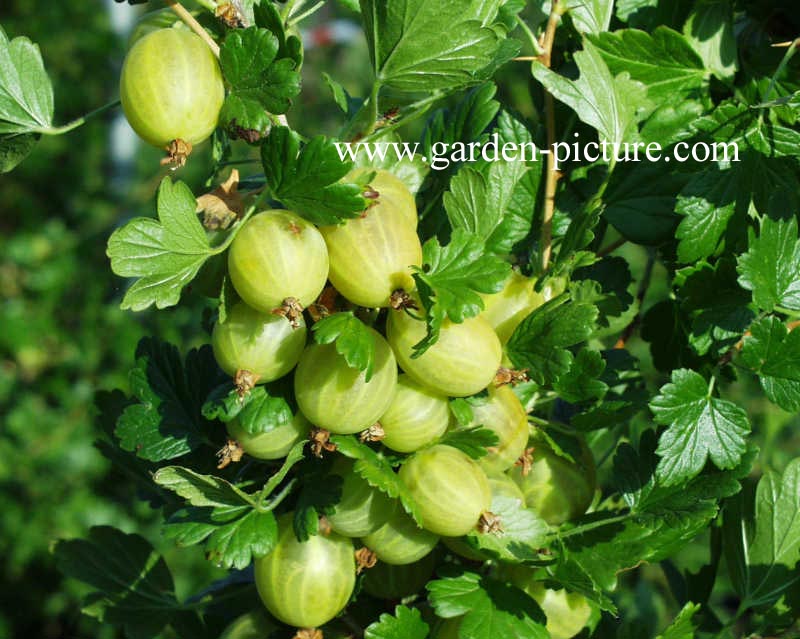 Ribes uva-crispa 'Hinnonmaen Keltainen' (HINNONMAEKI GUL)