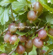Ribes uva-crispa 'Hinnonmaen Punainen' (HINNONMAEKI ROED)