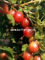 Ribes uva-crispa 'May Duke' (88525)