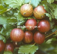 Ribes uva-crispa 'Whinham's Industry' Ribes uva-crispa 'Whinham's Industry'