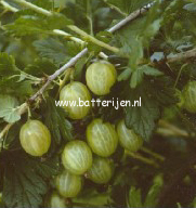 Ribes uva-crispa 'Whitesmith' Ribes uva-crispa 'Whitesmith'