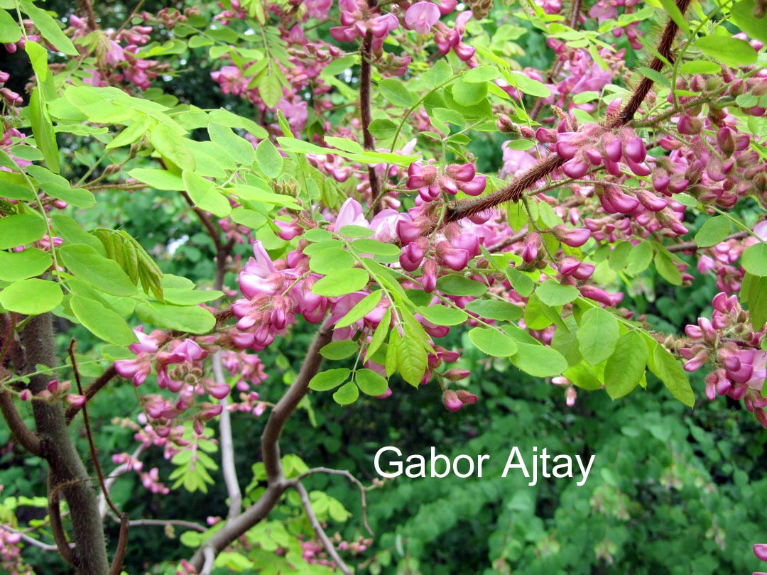 Robinia hispida 'Macrophylla'