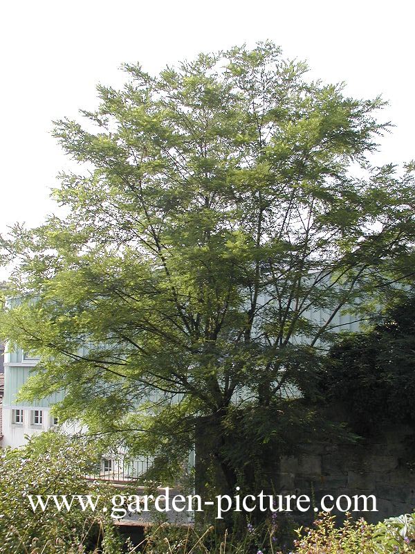 Robinia kelseyi Robinia kelseyi