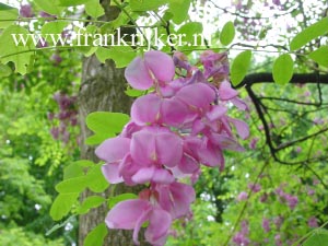 Robinia margaretta 'Pink Cascade' (CASQUE ROUGE)
