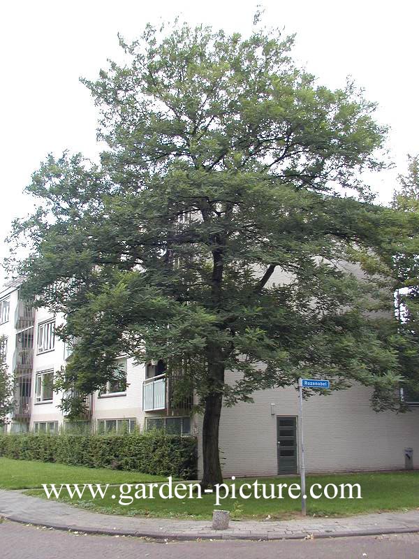 Robinia pseudoacacia 'Bessoniana'