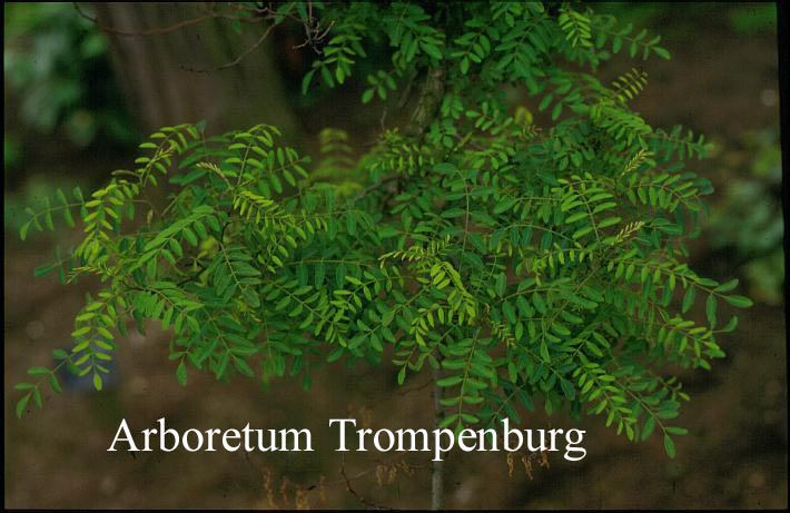 Robinia pseudoacacia 'Myrtifolia'