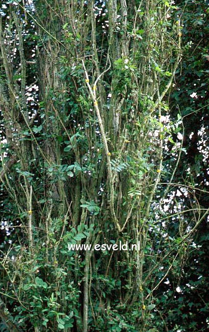 Robinia pseudoacacia 'Pyramidalis' Robinia pseudoacacia 'Pyramidalis'