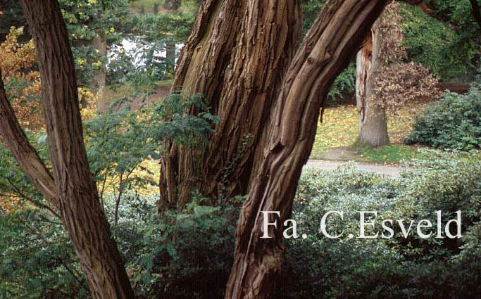 Robinia pseudoacacia