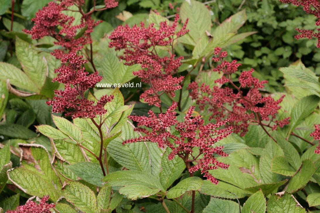 Rodgersia 'Bloody Mary'