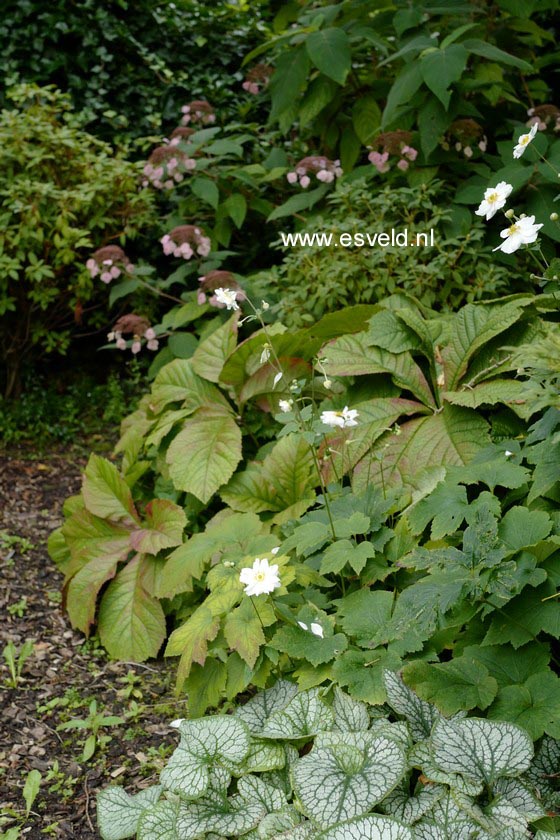 Rodgersia 'Irish Bronze'