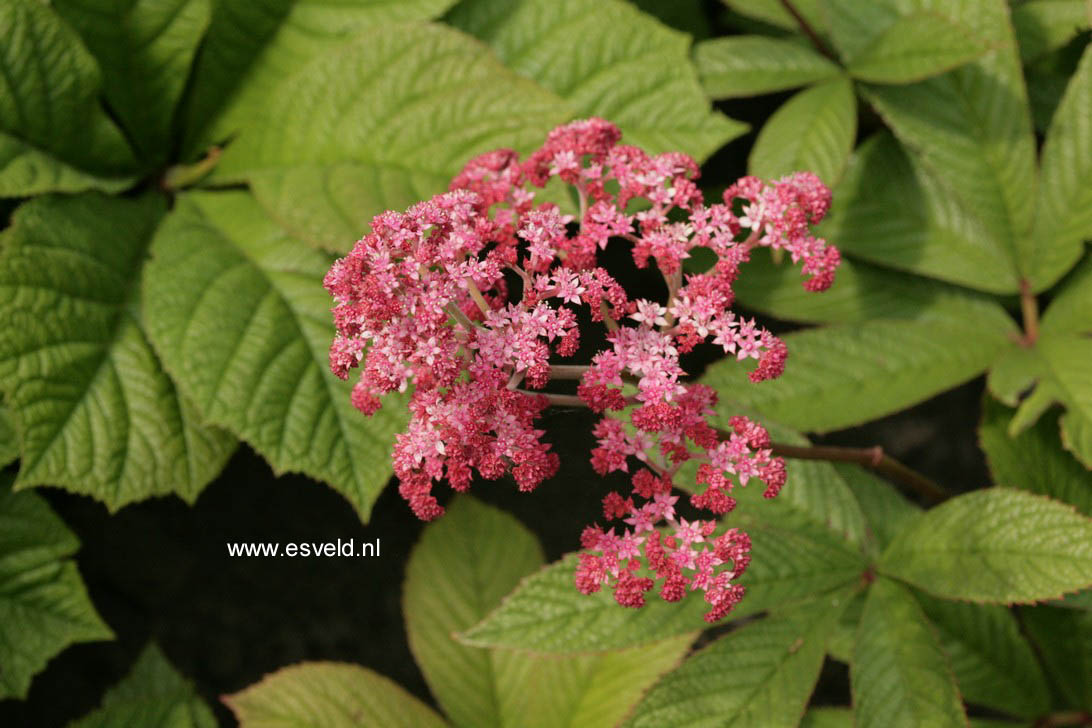 Rodgersia pinnata 'Buckland Beauty'