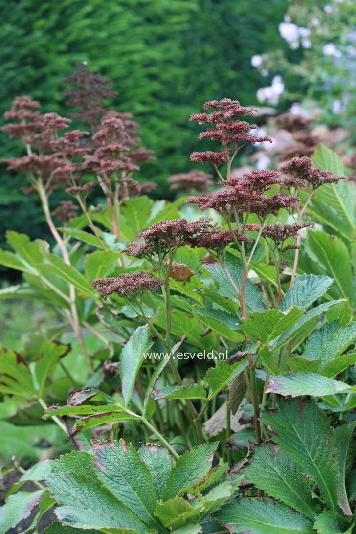 Rodgersia pinnata 'Die Stolze'