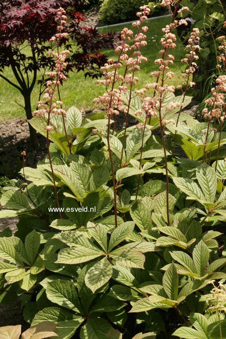 Rodgersia pinnata 'Hercules'