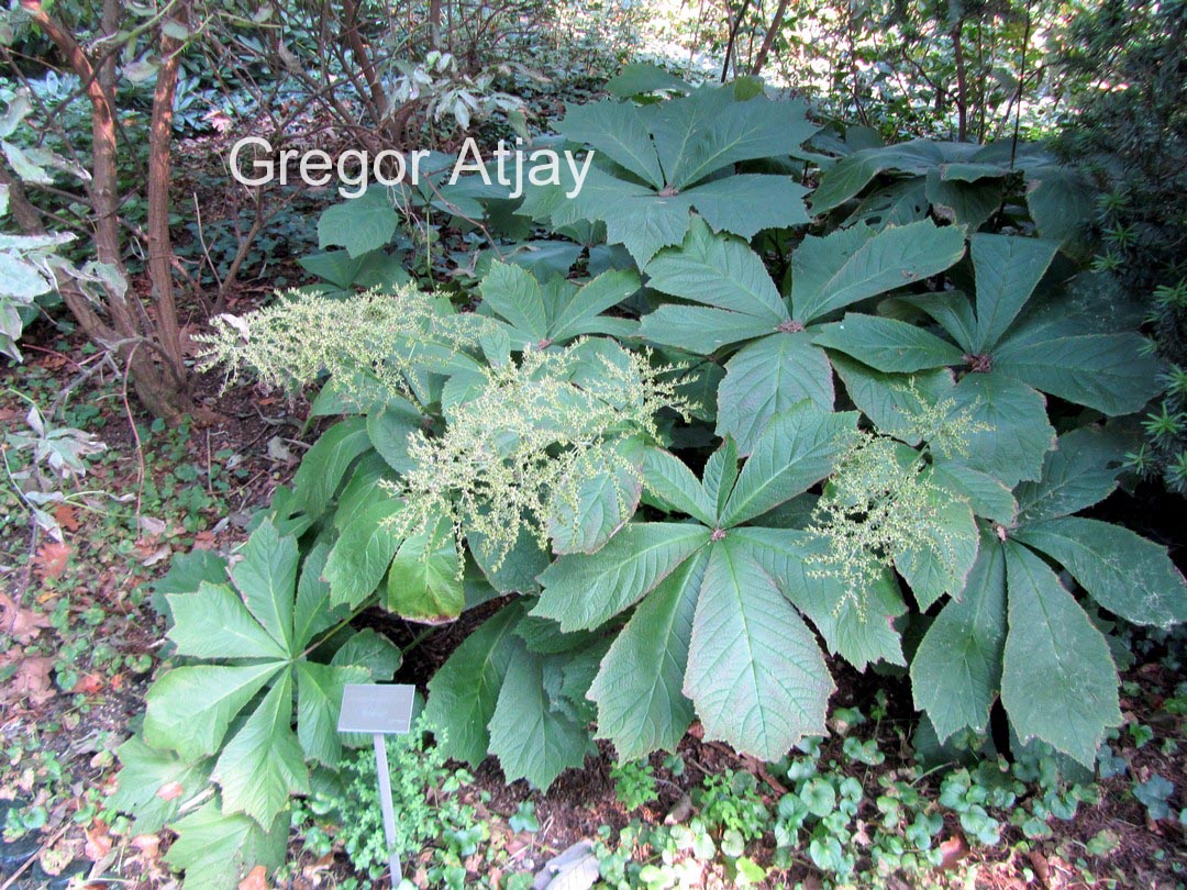 Rodgersia podophylla 'Smaragd'