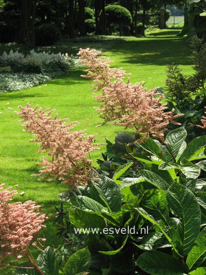 Rodgersia sambucifolia